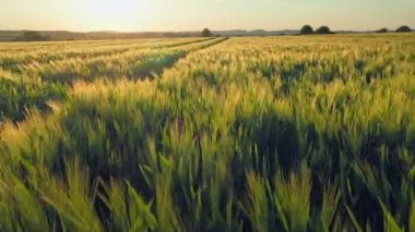 Altın Buğday, günbatımında ağaçla panorama uçtu bulutlarla, kırsal bölgelerle