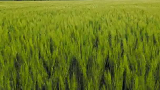 녘에는 나무가 시골에 황금빛밀 파노라마를 뒤덮었다 — 비디오