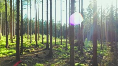 Sessiz bahar güzel parlak güneş ışınları ile ormanda