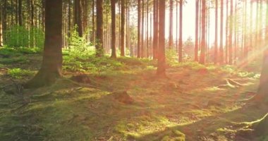 Sessiz bahar güzel parlak güneş ışınları ile ormanda