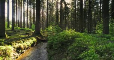 Sessiz bahar güzel parlak güneş ışınları ile ormanda