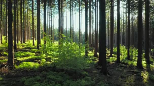 Тихий Лес Весной Красивыми Яркими Солнечными Лучами — стоковое видео