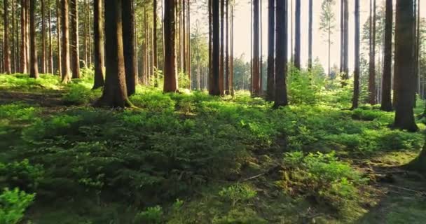 Тихий Лес Весной Красивыми Яркими Солнечными Лучами — стоковое видео