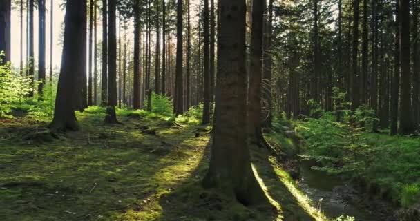 Stiller Wald Frühling Mit Schönen Hellen Sonnenstrahlen — Stockvideo