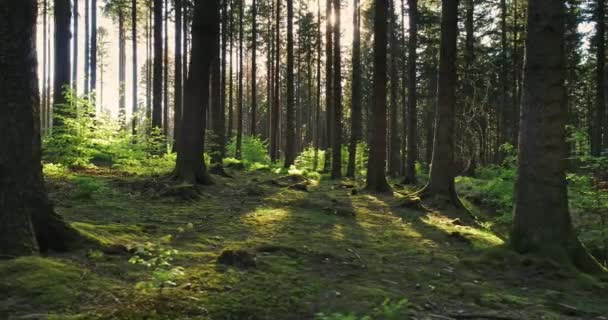 春天美丽明亮的阳光洒在寂静森林 — 图库视频影像