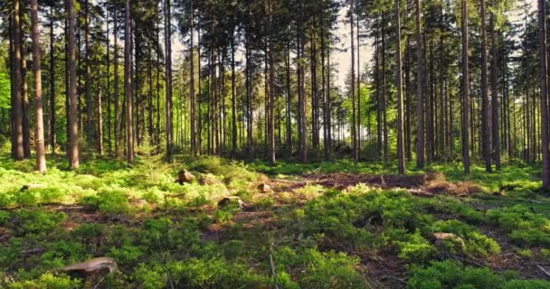 Спокійний Ліс Навесні Красивою Яскравих Сонячних Променів — стокове відео