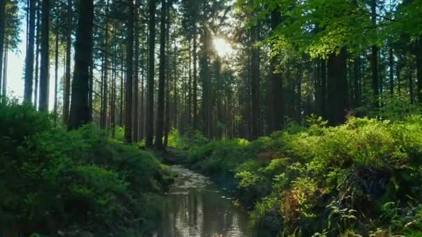 春天美丽明亮的阳光洒在寂静森林 — 图库视频影像