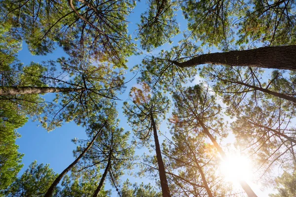 Cichy las na wiosnę z piękne jasne słońce promienie — Zdjęcie stockowe