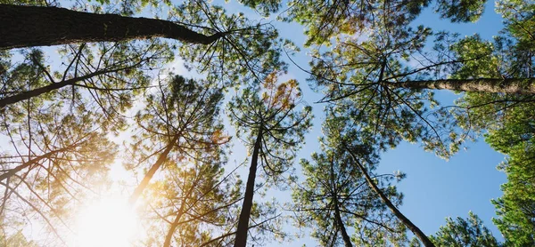 Sessiz bahar güzel parlak güneş ışınları ile ormanda