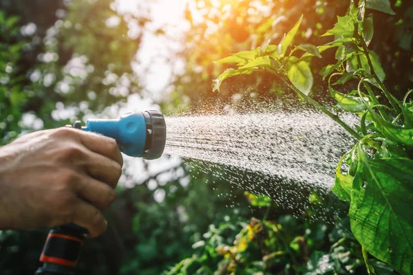 Unrecognisable Man Watering Flower Bed Using Watering Can Gardening Hobby — Stock Photo, Image