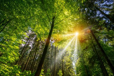 Baharda sessiz bir orman, güzel parlak güneş ışınları - gezinti tutkusu
