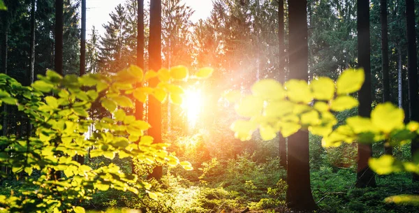 Silenziosa Foresta Primavera Con Bellissimi Raggi Sole — Foto Stock