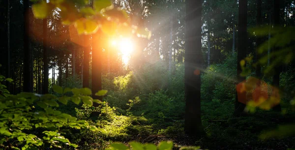 Cichy Las Wiosnę Piękne Jasne Słońce Promienie — Zdjęcie stockowe