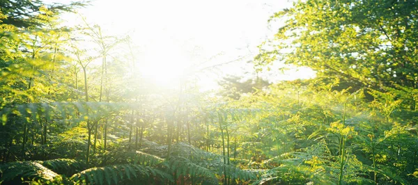 Bosque Silencioso Primavera Con Hermosos Rayos Sol Brillantes —  Fotos de Stock