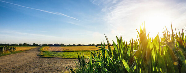 Кукуруза или miaze поле сельское хозяйство в сельской местности