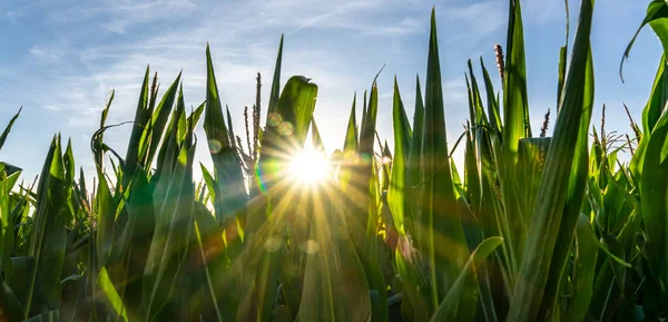 Mais Miaze Campo Giardino Agricoltura Campagna — Foto Stock