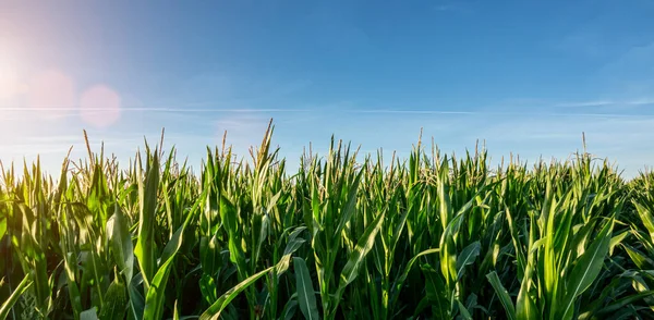 农村玉米或迷茫田园农业 — 图库照片