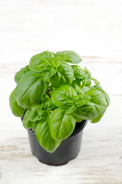 Fresh Green Basil Leaves White Background — Stock Photo, Image