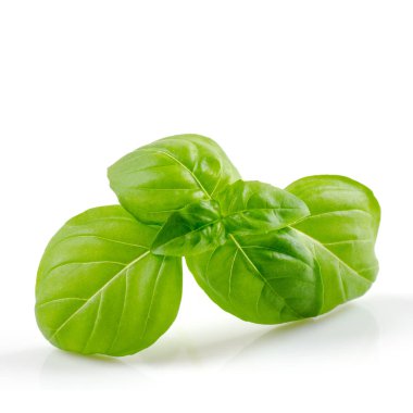 Beyaz arkaplanda taze yeşil fesleğen yaprakları 