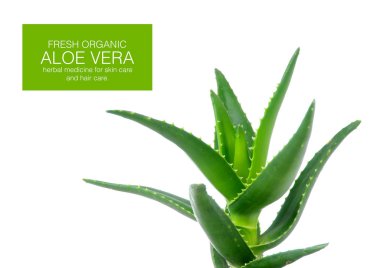 Aloe Vera beyaz arkaplanda izole bir şekilde bırakır