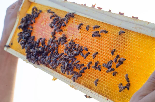 Bildrutorna Bikupa Biodlare Håller Honeycomb Full Bin — Stockfoto