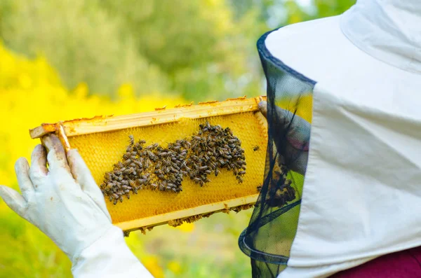 Bildrutorna Bikupa Biodlare Håller Honeycomb Full Bin — Stockfoto