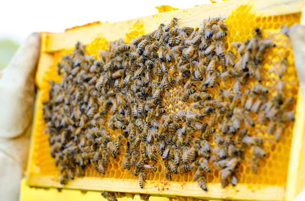 Molduras Uma Colmeia Abelhas Apicultor Segurando Favo Mel Cheio Abelhas — Fotografia de Stock