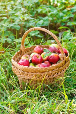 Yaz çimlerinde sepetteki organik elmalar. Doğada taze elmalar