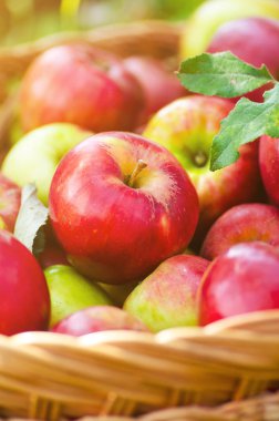 Yaz çimlerinde sepetteki organik elmalar. Doğada taze elmalar