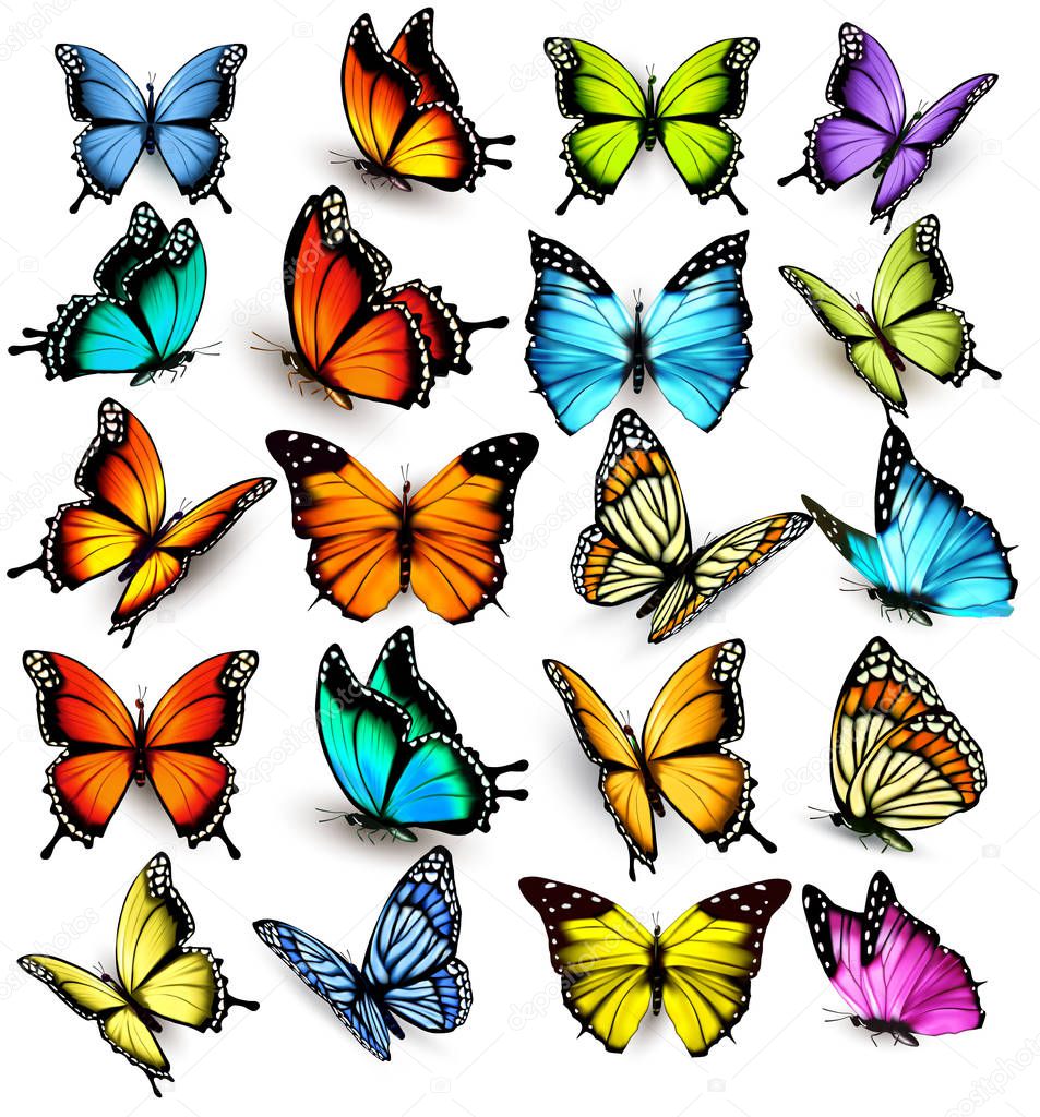 Collection of colorful butterflies, flying in different directions. Vector.