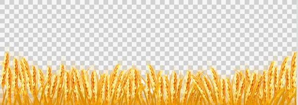 Золотое Пшеничное Поле Прозрачном Фоне Вектор — стоковый вектор