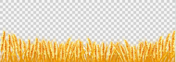 Campo Trigo Dorado Sobre Fondo Transparente Vector — Archivo Imágenes Vectoriales