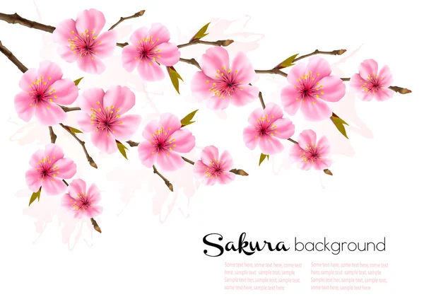 Fondo Primavera Con Sakura Japón Rama Cereza Vector — Vector de stock