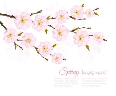 Sakura Şubesi ile bahar doğa arka plan. Vektör
