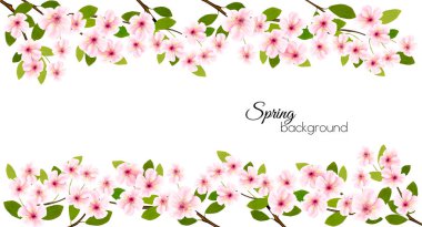 Bahar doğa çerçeve bir pembe çiçek açan kiraz ile. Vektör.