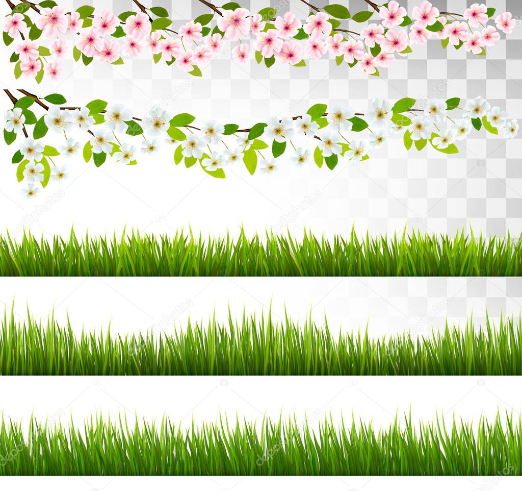 Several grass and blossom of cherry and sakura borders. Vector.