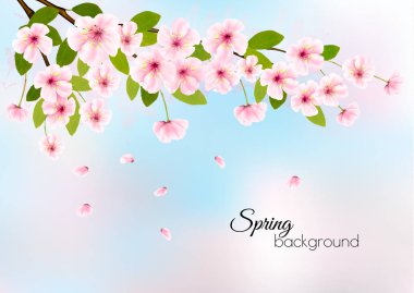 Pembe çiçeği kiraz ile Doğa bahar arka plan. Vektör.