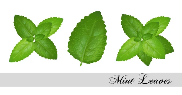 Collection of fresh mint leaves. Vector set — Stock Vector
