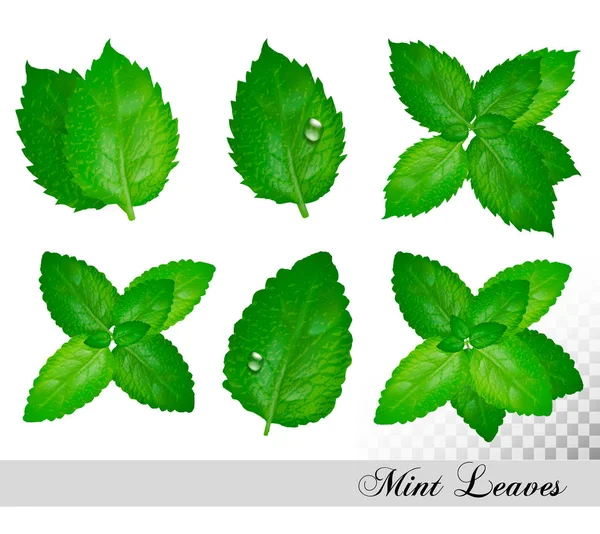 Collection of fresh mint and melissa leaves. Vector set — Stock Vector