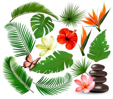 Tropikal yaprak lar ve bitki, çiçek ve butterf büyük koleksiyonu