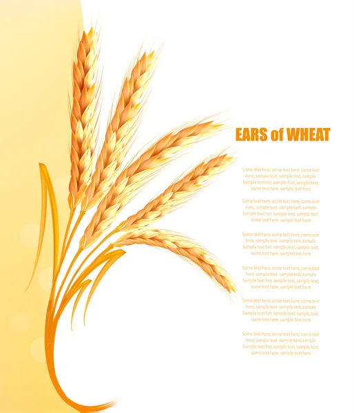 黄色の背景は、小麦の耳と。ベクトル. — ストックベクタ