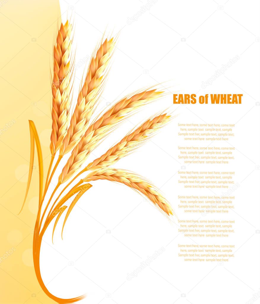 Yellow background with ears of wheat. Vector.