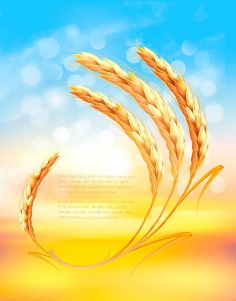 Nature sunset background with ears of wheat. Vector. — Stock Vector