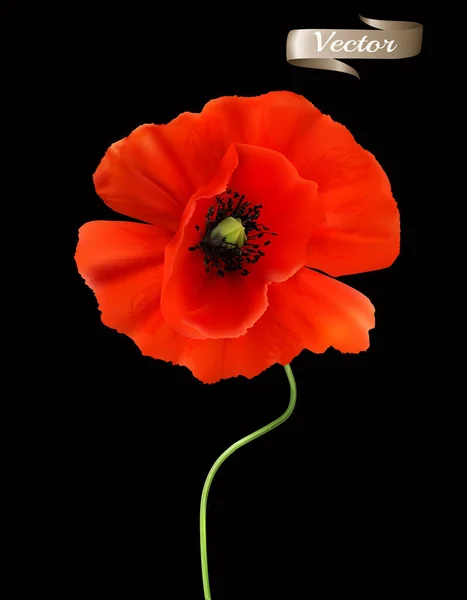 Red Poppy Isolated Black Background Realistic Vector — Stock Vector