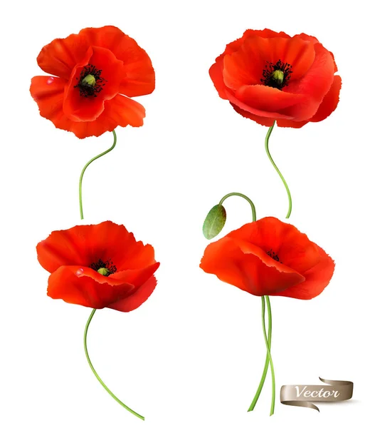 Nagy Készlet Red Poppy Elszigetelt Fehér Háttérrel Realisztikus Vektor — Stock Vector