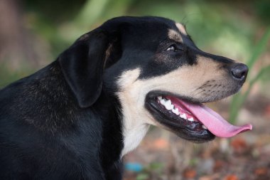 Labrador geri almak güzel sonbahar gün yatarak