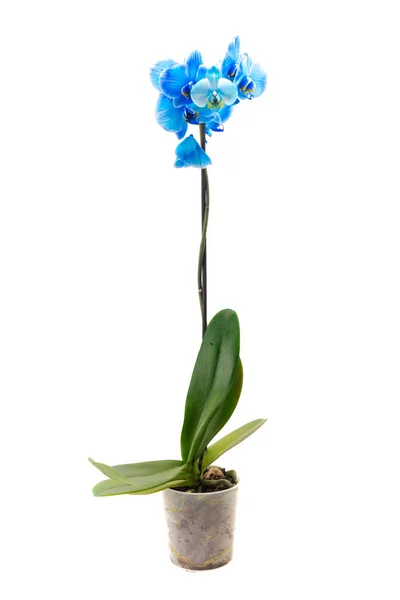 Orchidée Bleue Sur Fond Blanc — Photo