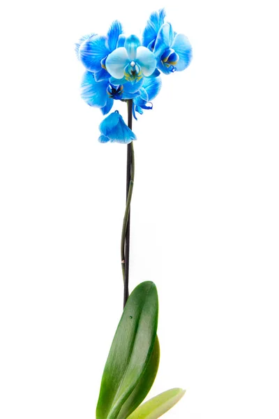 Blue Orchid White — Stock Photo, Image