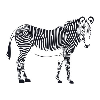 Zebra, hayvanlarıyla. Vektör çizim. Sadece siyah şeritler 