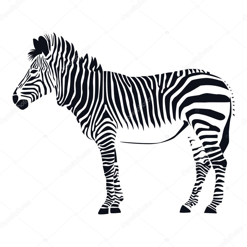 Zebra, African animal. Vector illustration. Black stripes only 
